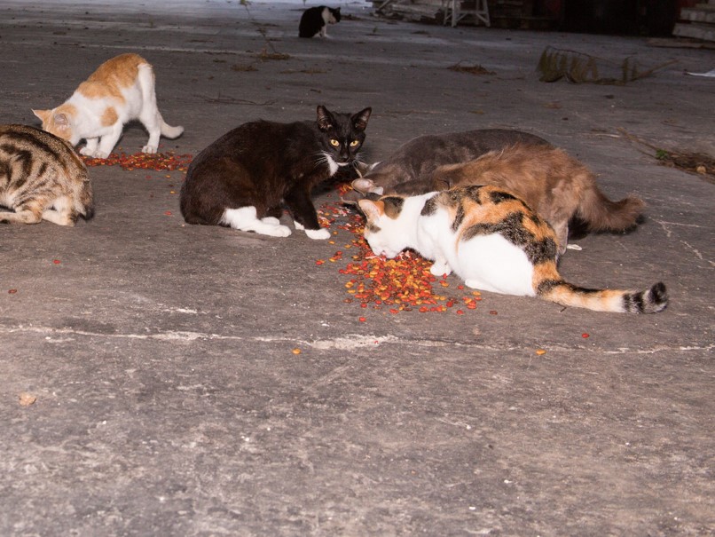 group of cats eating